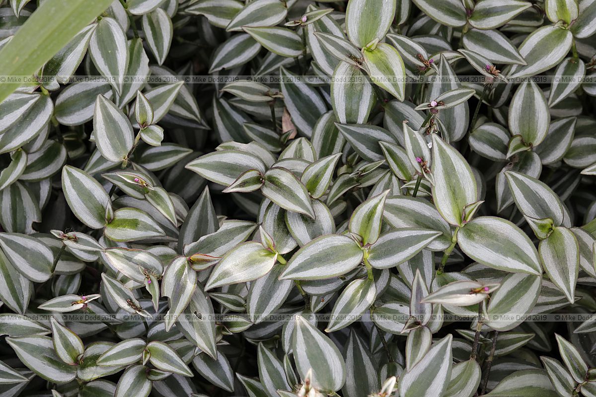 Tradescantia zebrina