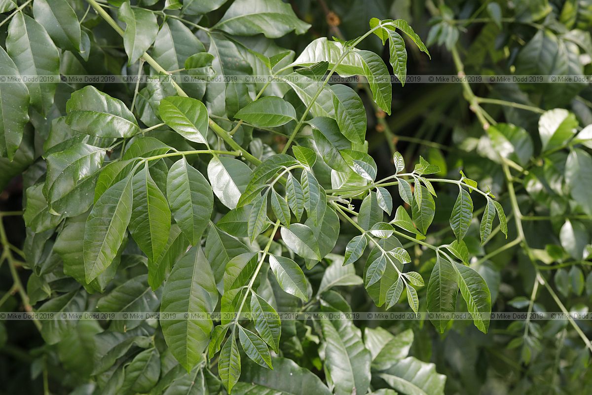 Trichilia havanensis