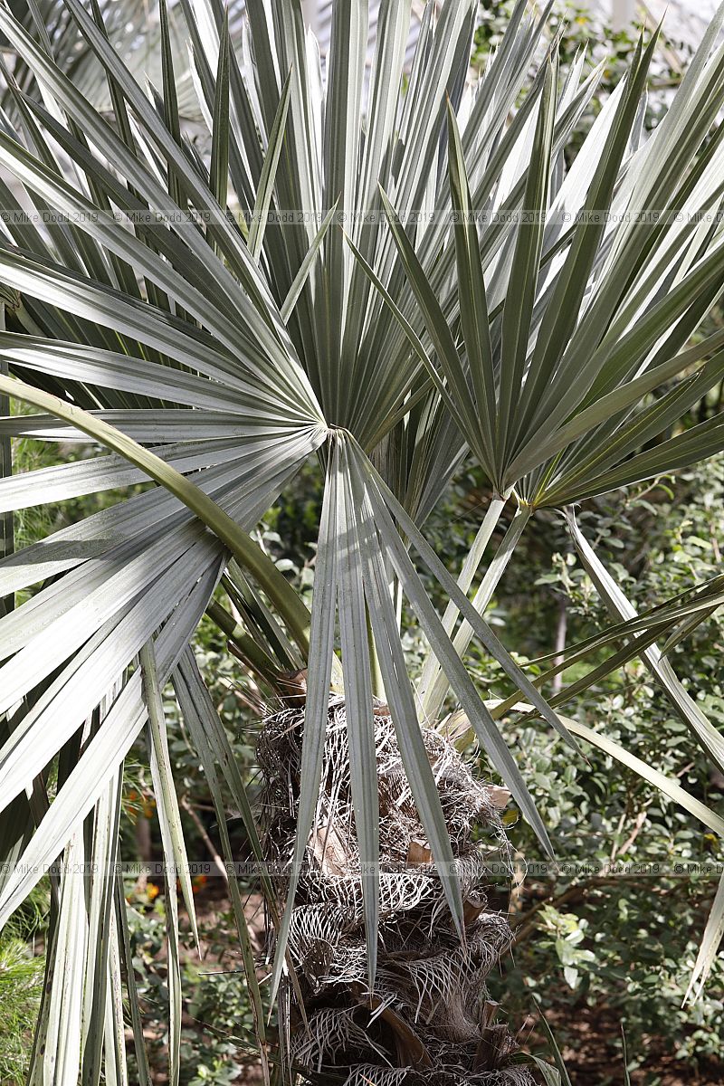 Trithrinax campestris