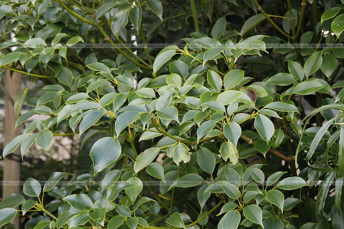 Trochodendron aralioides