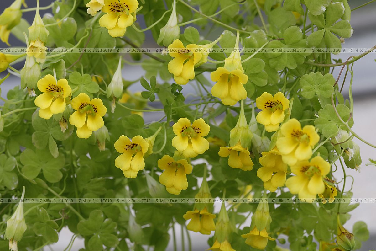 Tropaeolum brachyceras