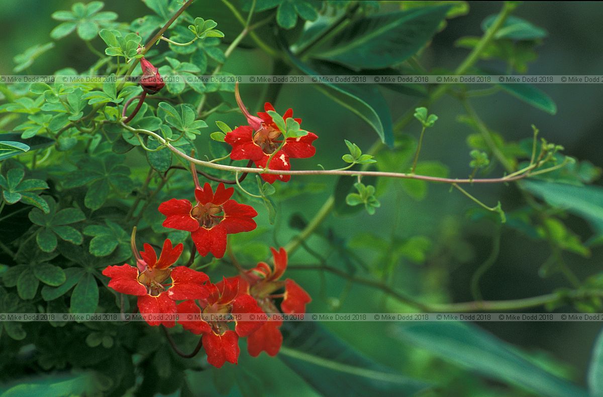 Tropaeolum speciosum