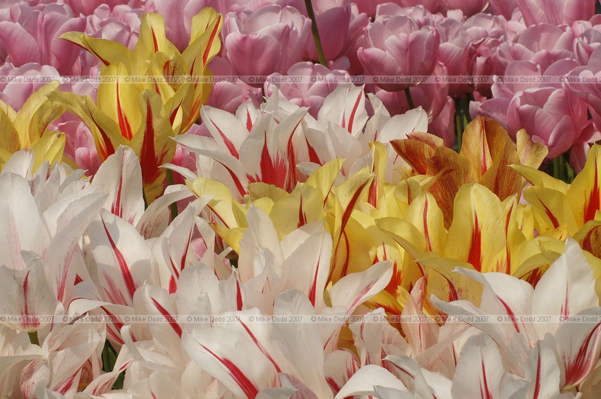 Tulipa Tulips