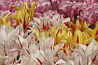 Tulipa Tulips