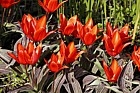 Tulipa 'Early Harvest'