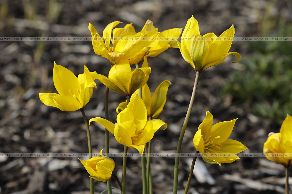 Tulipa sylvestris