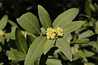 Umbellularia californica Californian laurel