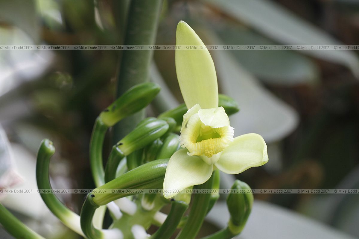 Vanilla planifolia Vanilla