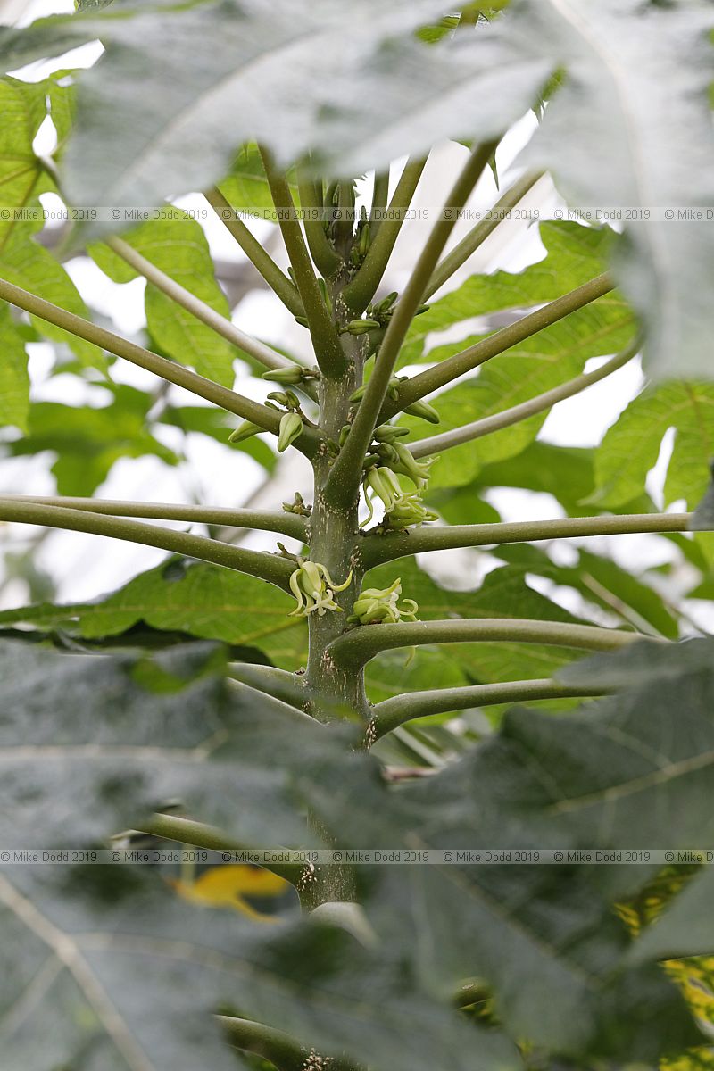 Vasconcellea cundinamarcensis Mountain papaya