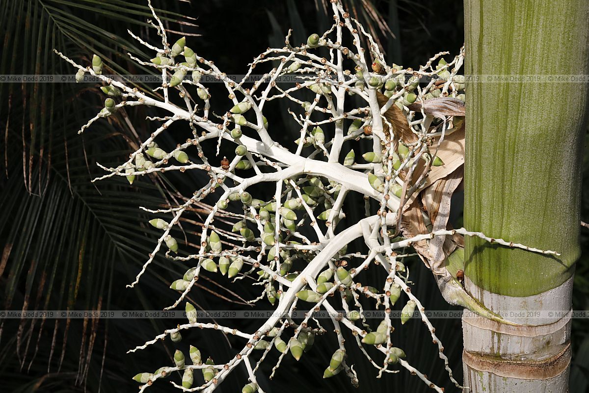 Veitchia macdanielsii