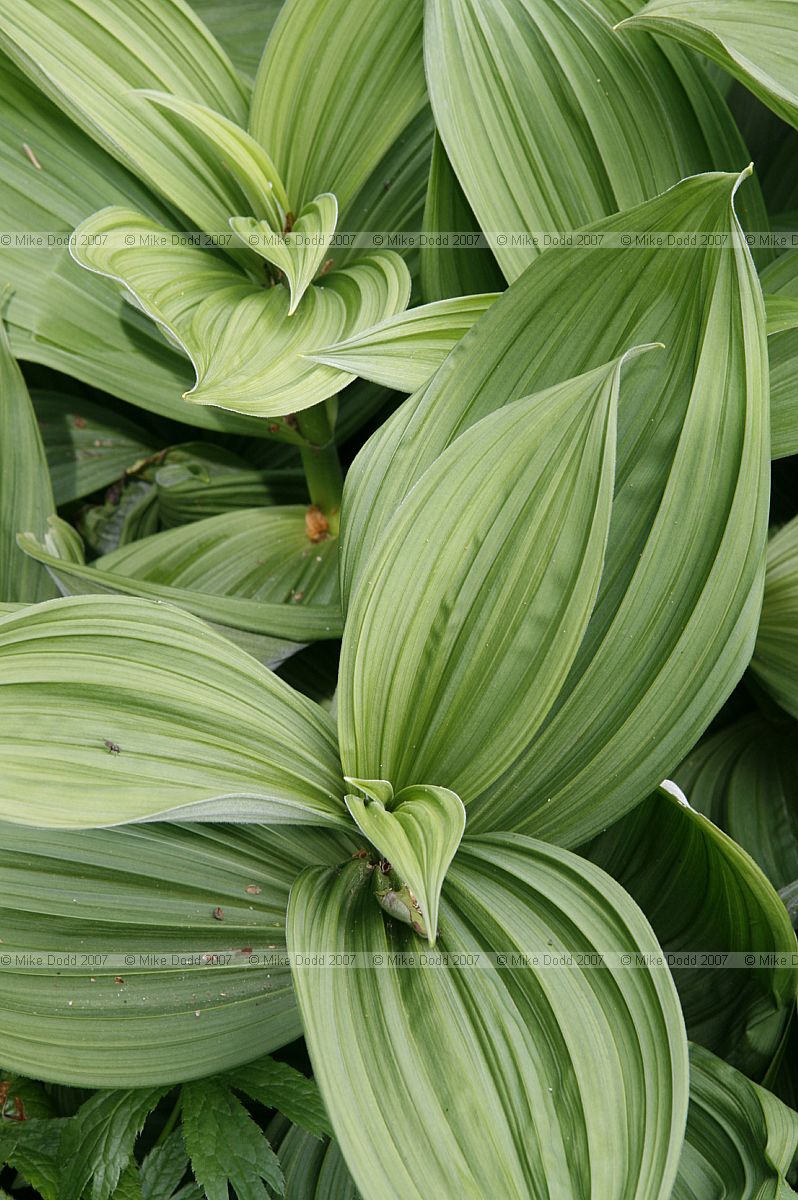 Veratrum