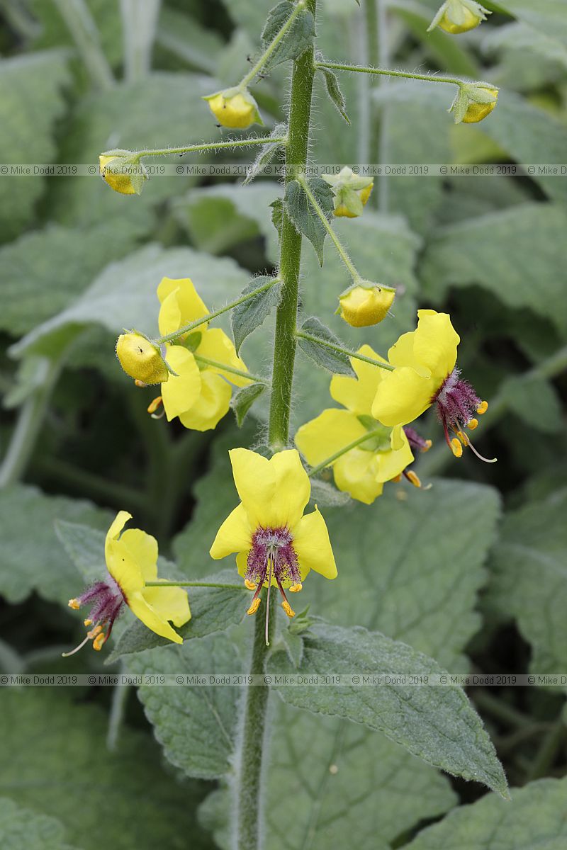 Verbascum arcturus