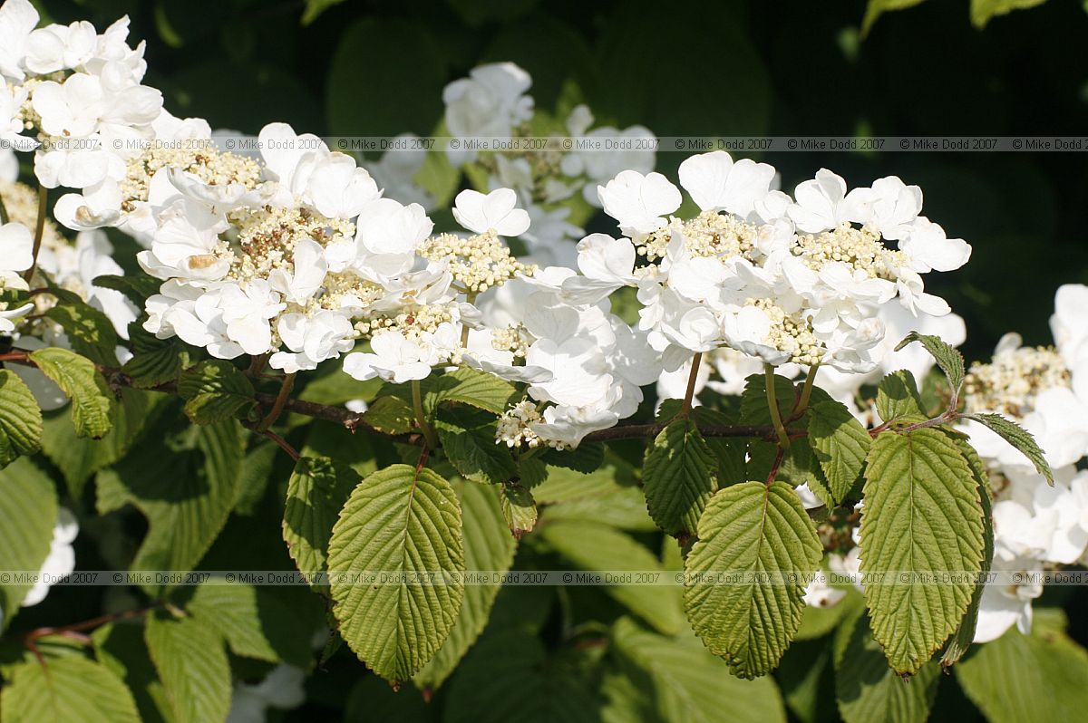 Viburnum plicatum f. tomentosum 'Mariesii' Japanese snowball 'Mariesii' (?)