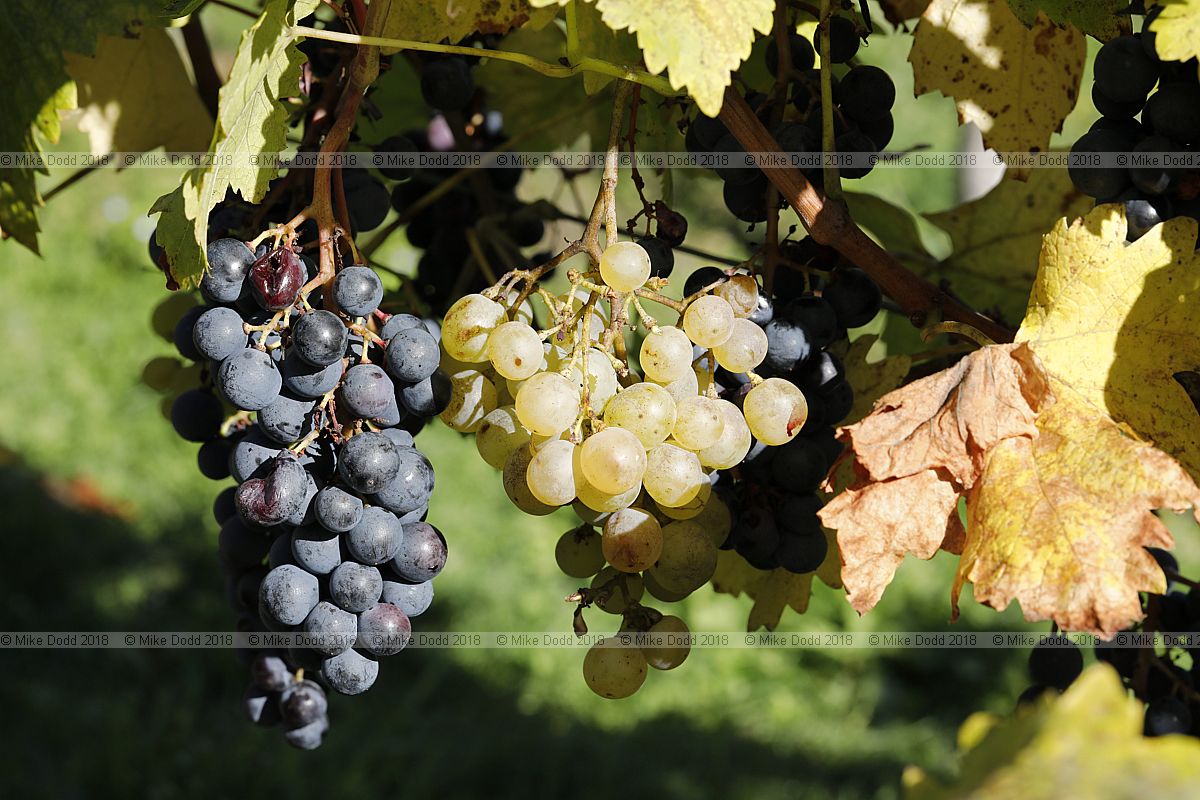 Vitis vinifera 'Slade Blue'