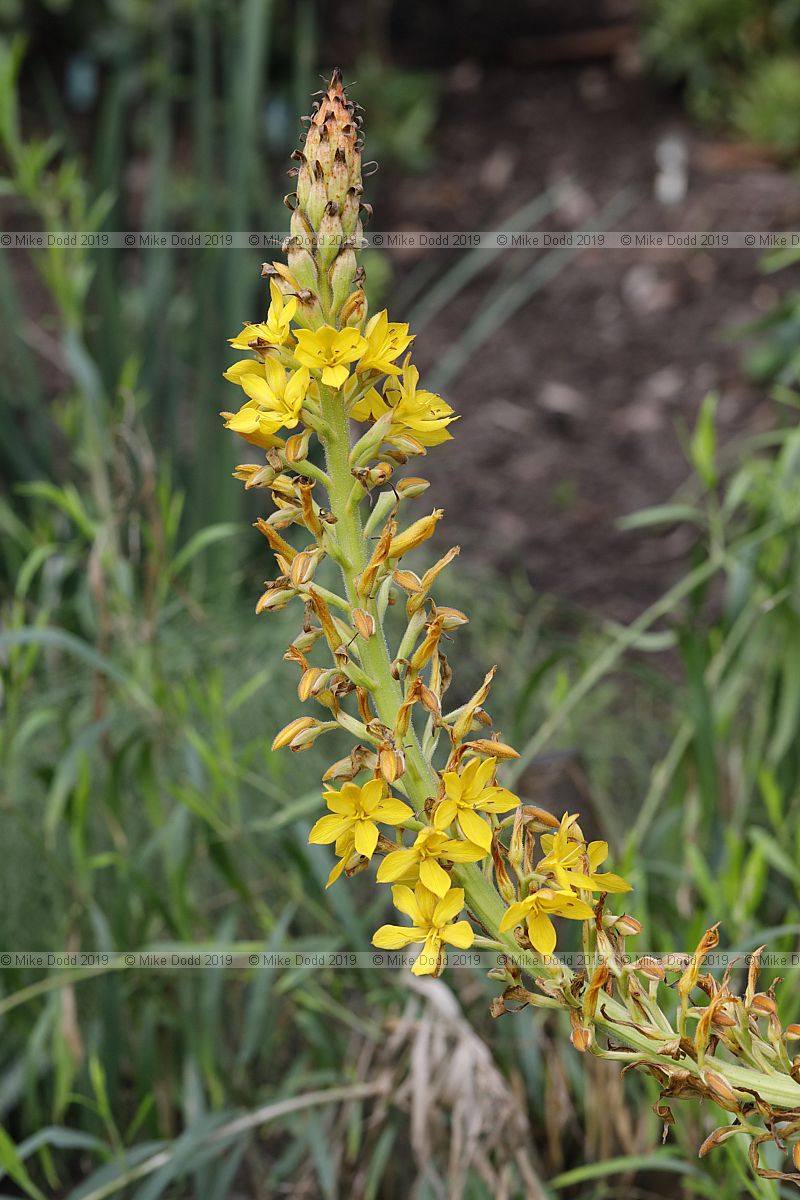 Wachendorfia thyrsiflora