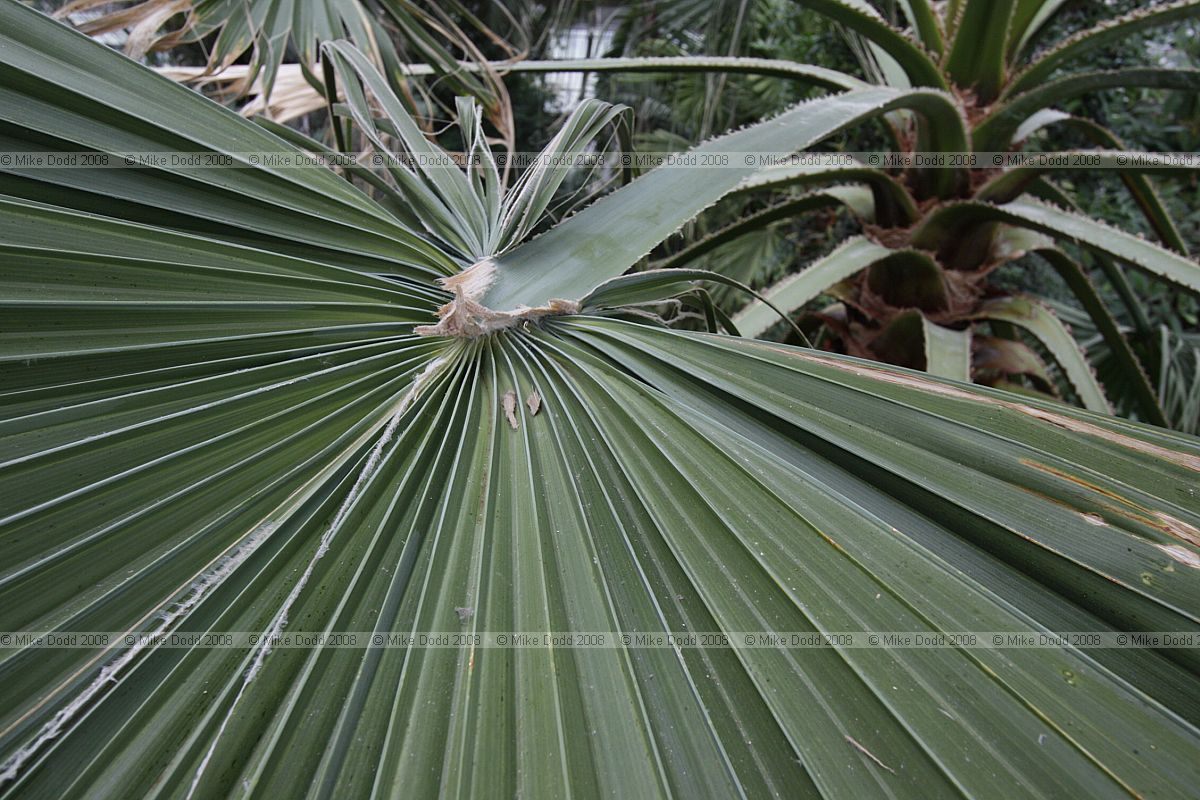 Washingtonia robusta Mexican fan palm (?)