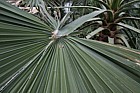 Washingtonia robusta Mexican fan palm (?)