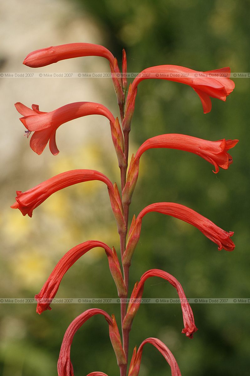 Watsonia coccinea