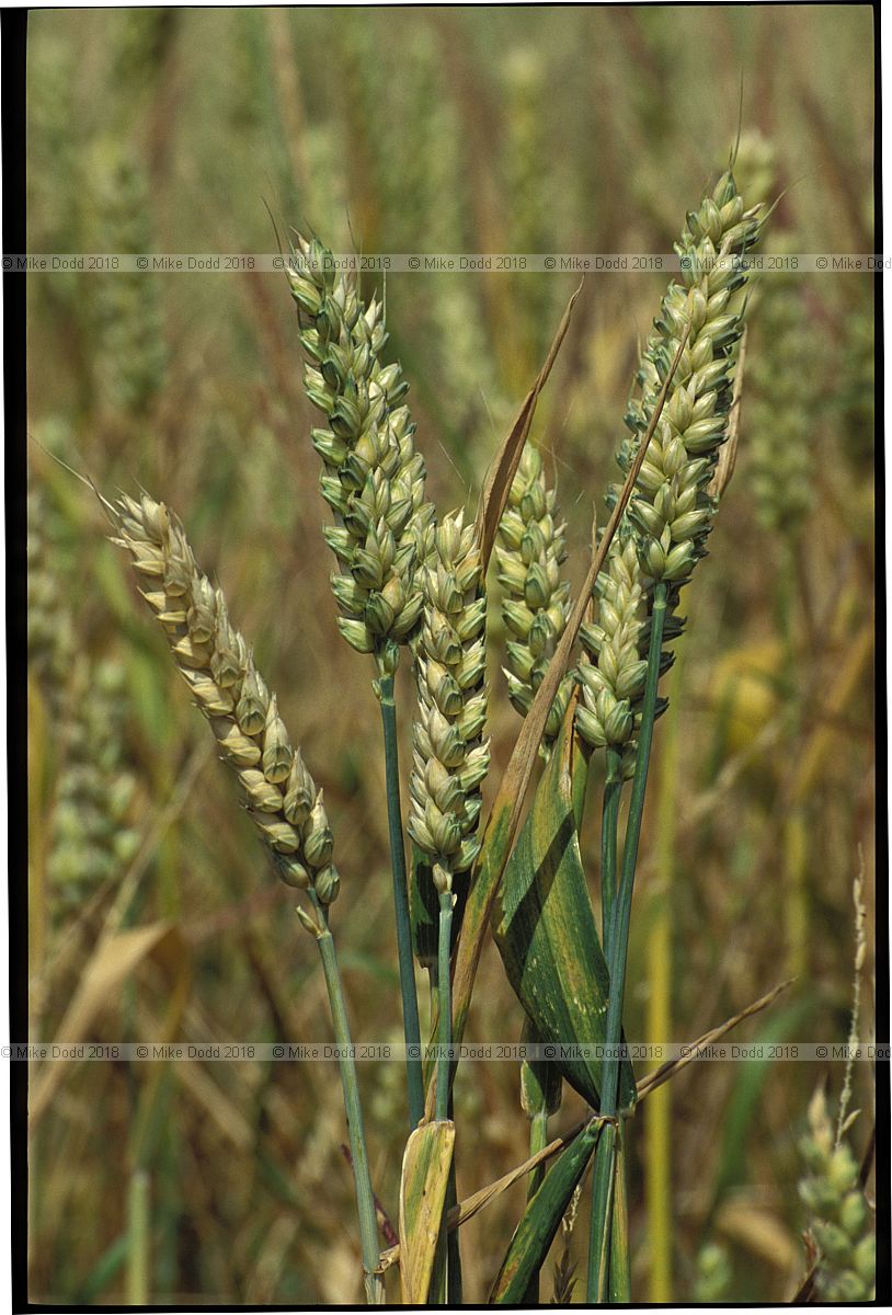 Triticum aestivum Wheat