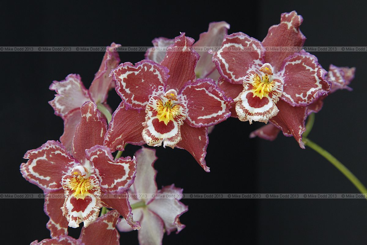 x Odontioda Sheila Hands gx