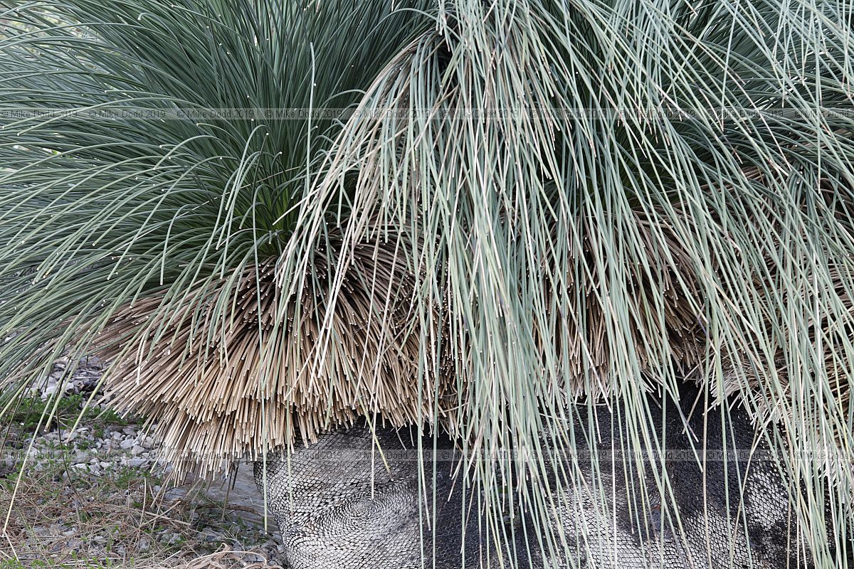 Xanthorrhoea