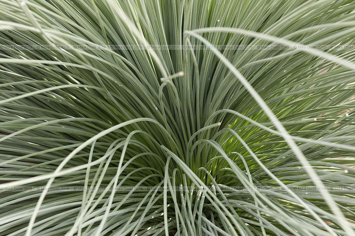 Xanthorrhoea