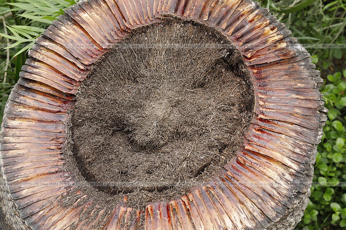 Xanthorrhoea johnsonii Grass tree