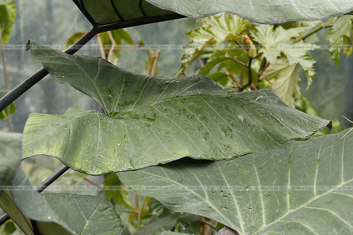 Xanthosoma sagittifolium Arrowleaf elephant ear