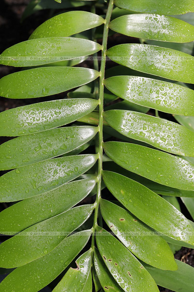 Zamia furfuracea Cardboard palm