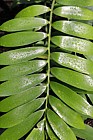 Zamia furfuracea Cardboard palm