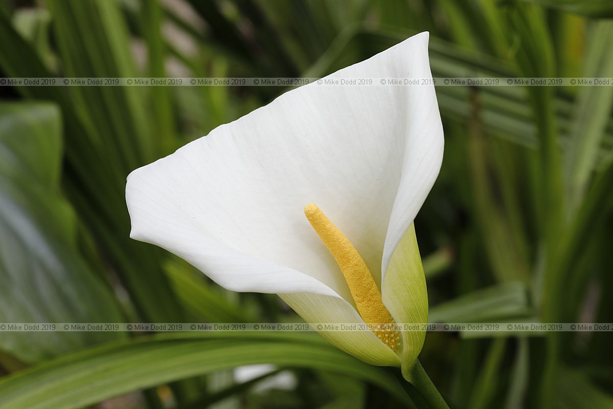 Zantedeschia aethiopica