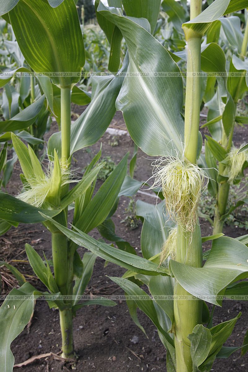 Zea mays Corn on the cob crop