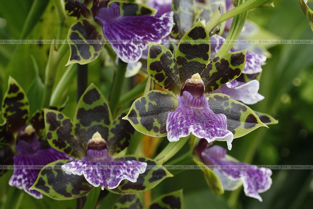 Zygopetalum Barbel Hohn 'Sensation'