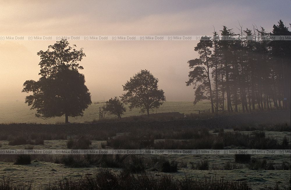 morning mist and trees at Castlerigg lake district