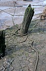 Rope in mud Norfolk
