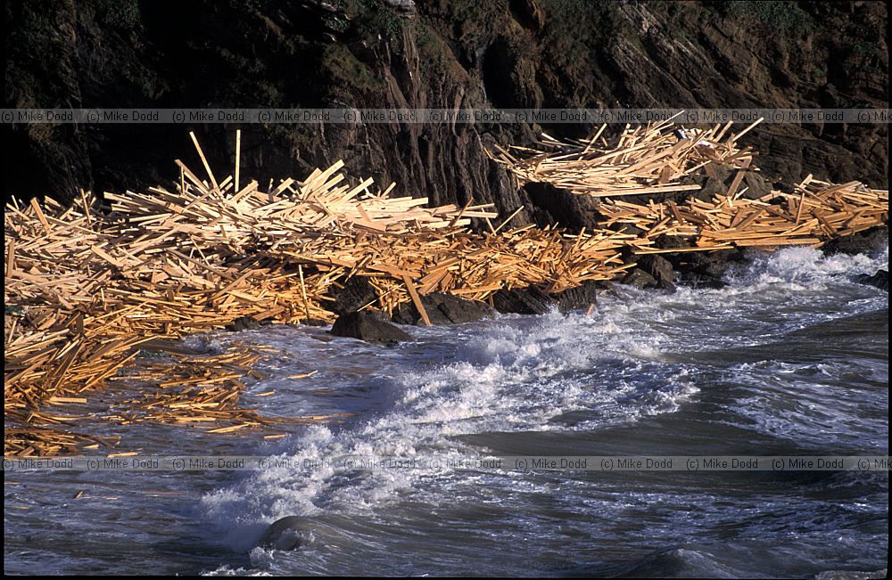 Timber on shore from grounded Kodima ship whitesands bay Plymouth