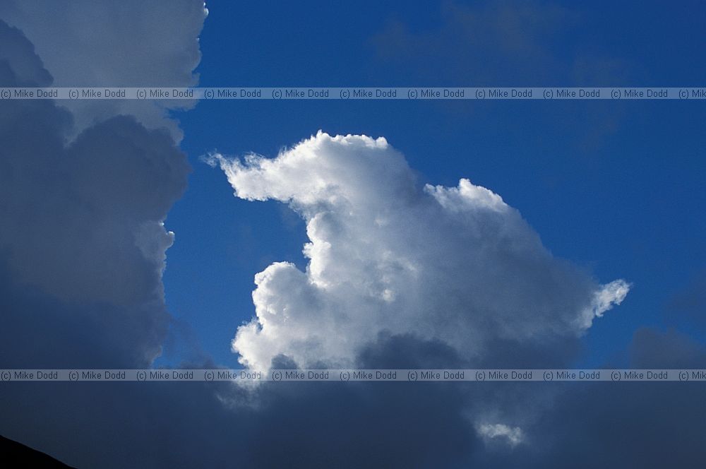Cumulus clouds