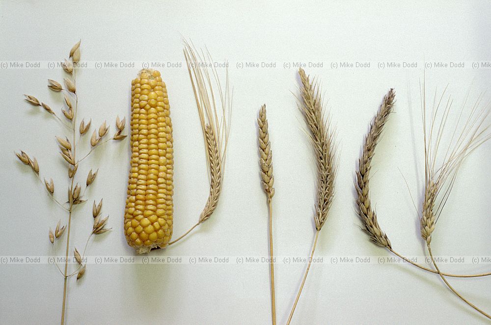 Cereal crop seed heads in no order oats maize barley wheat triticale duram rye