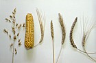 Cereal crop seed heads in no order oats maize barley wheat triticale duram rye