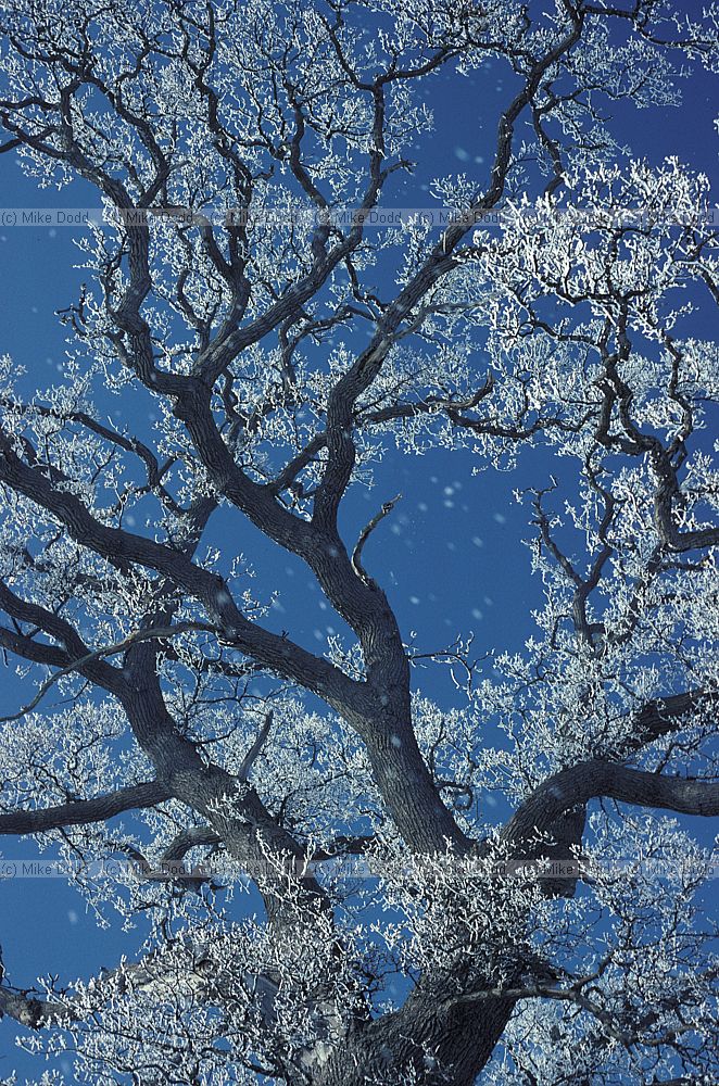 Oak and hoar frost and snow Wellesbourne Warwickshire
