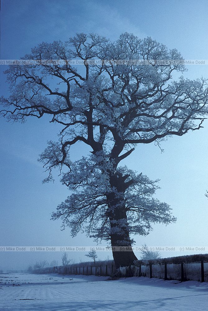 Oak and hoar frost and snow Wellesbourne Warwickshire