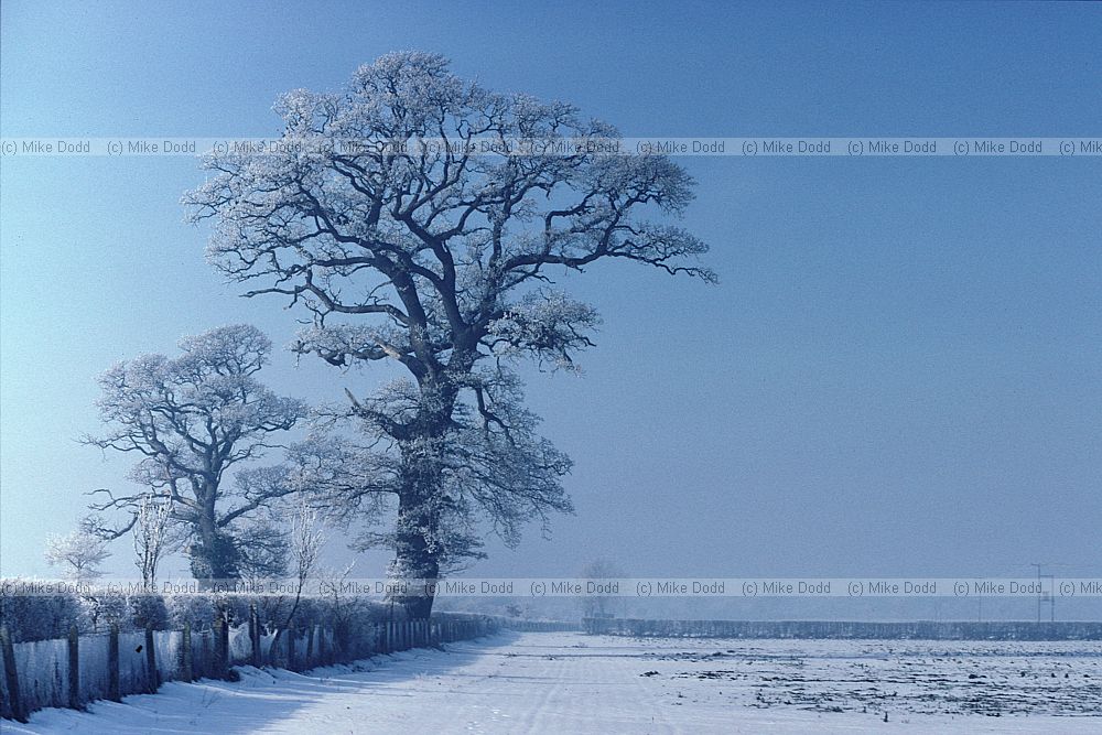 Oak and hoar frost and snow Wellesbourne Warwickshire
