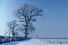 Oak and hoar frost and snow Wellesbourne Warwickshire