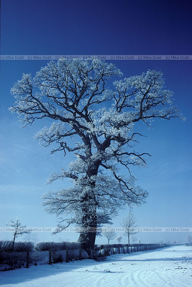 Oak and hoar frost and snow Wellesbourne Warwickshire