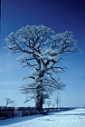 Oak and hoar frost and snow Wellesbourne Warwickshire
