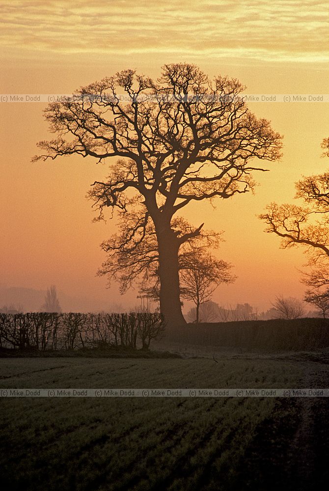 Sunrise oak