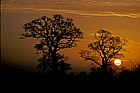 Sunrise oak