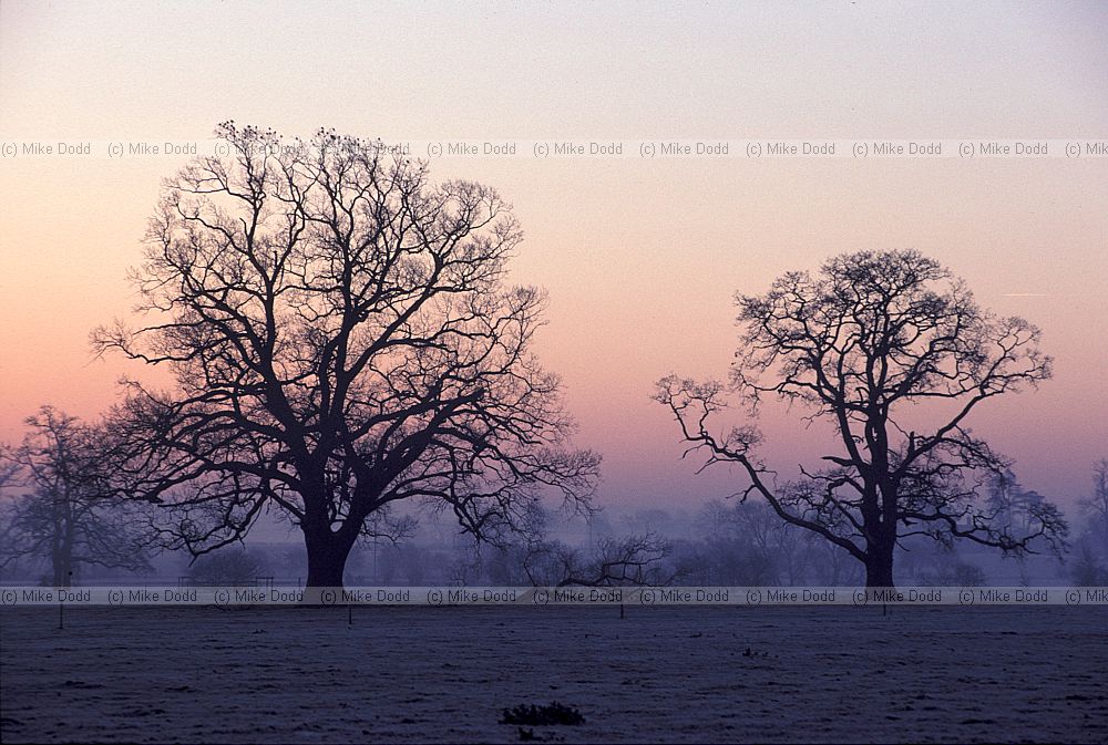 Sunrise with oak trees and frost Sherbourne warwickshire