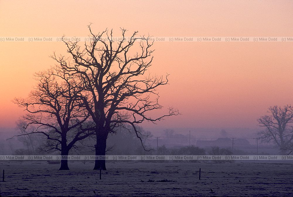 Sunrise with oak trees and frost Sherbourne warwickshire