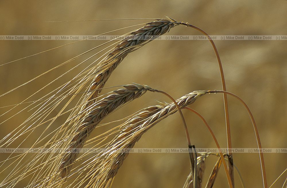 Barley crop ears with awns ready for harvest